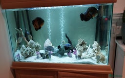 Cichlids fish for sale: Complete Fish Tank Set Up For Sale - Image 2