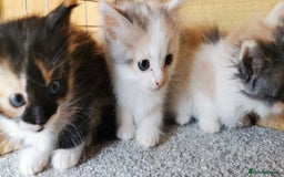 Siberian cats for sale: Registered Siberian Calico kittens  - Image 9