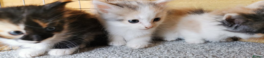 Siberian Kitten 3