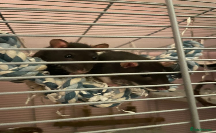 Rat rodents - Advert 1