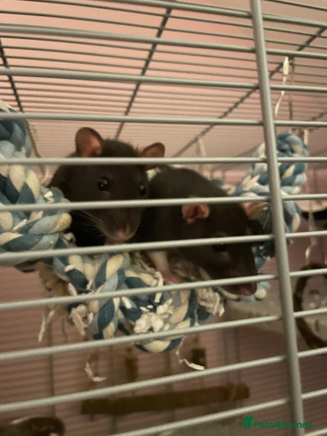 Rat rodents for sale: 2 Female Rats For Sale - Image 1