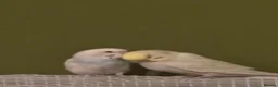 Budgerigars birds for sale: 2 adorable budgies  in Birmingham - Advert 6