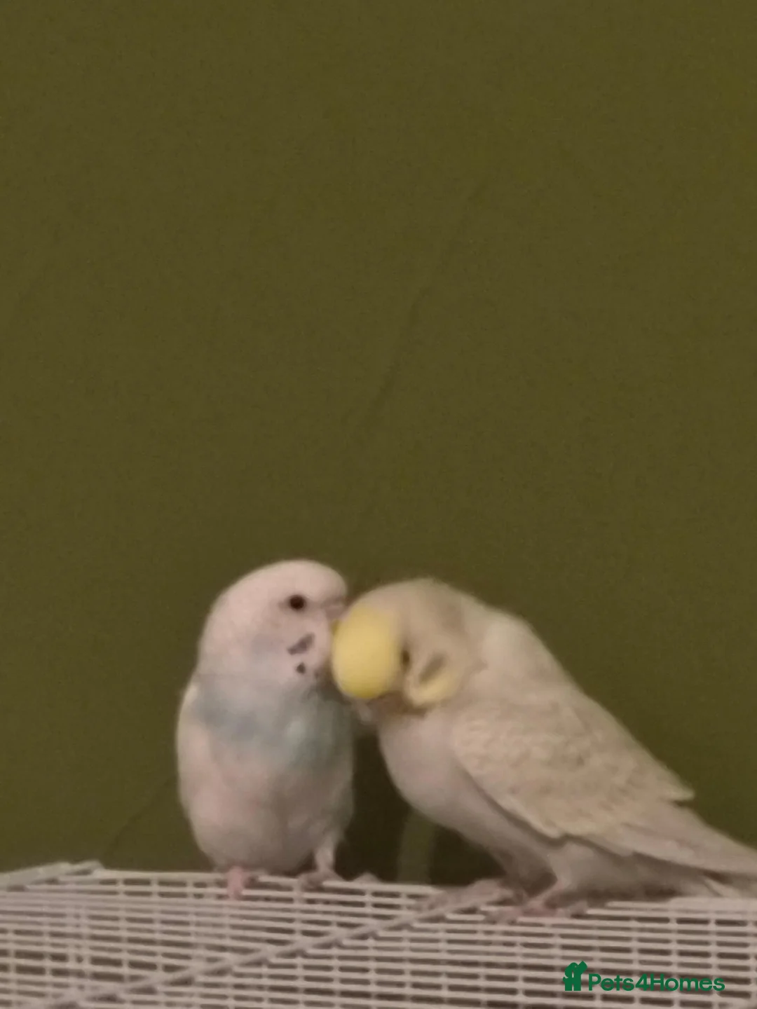 Budgerigars birds for sale: 2 adorable budgies  in Birmingham - Advert 6