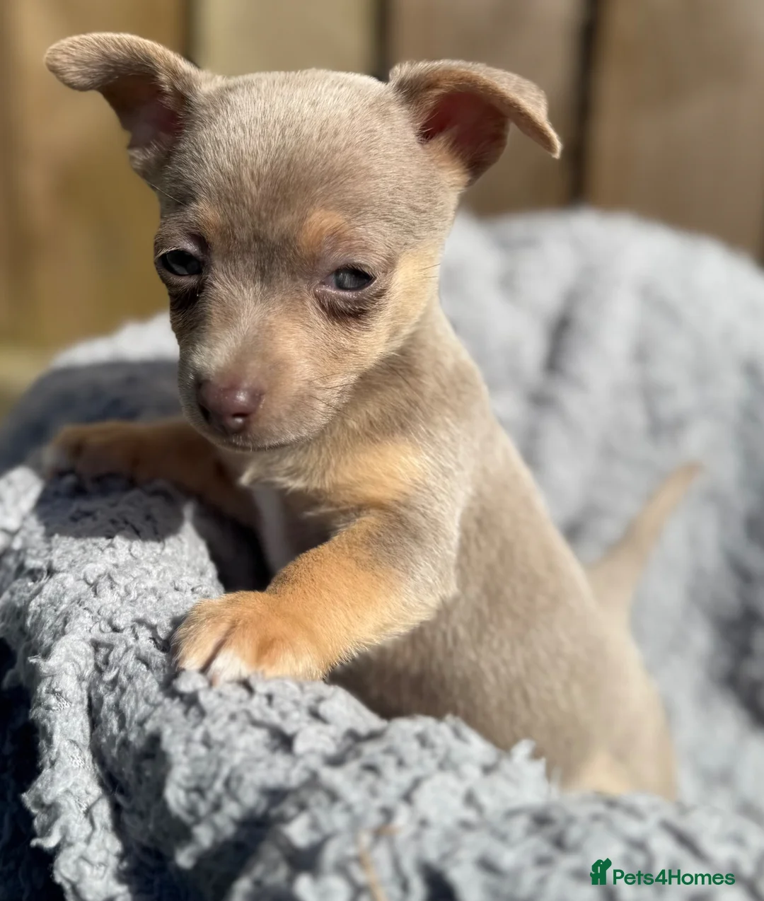 Jack Russell dogs for sale: Lilac and tan Jack Russell Boys - Advert 2