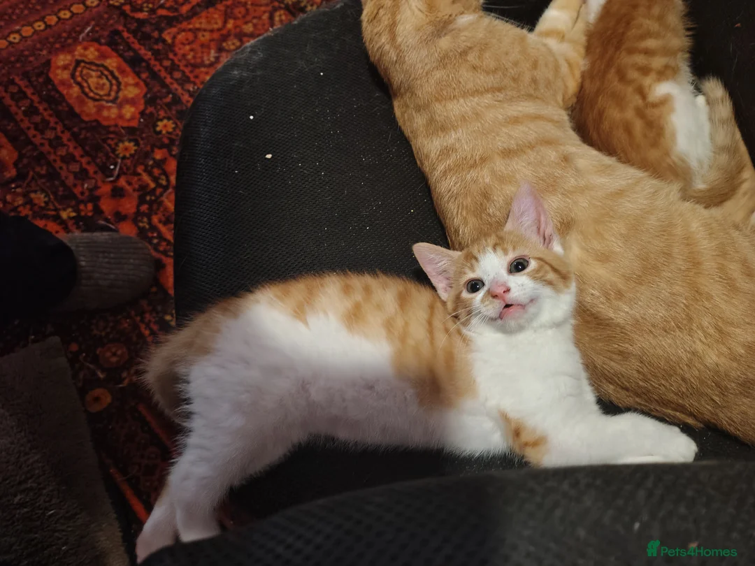 Mixed Breed cats for sale: Two ginger and white kitten's in Glasgow - Advert 9
