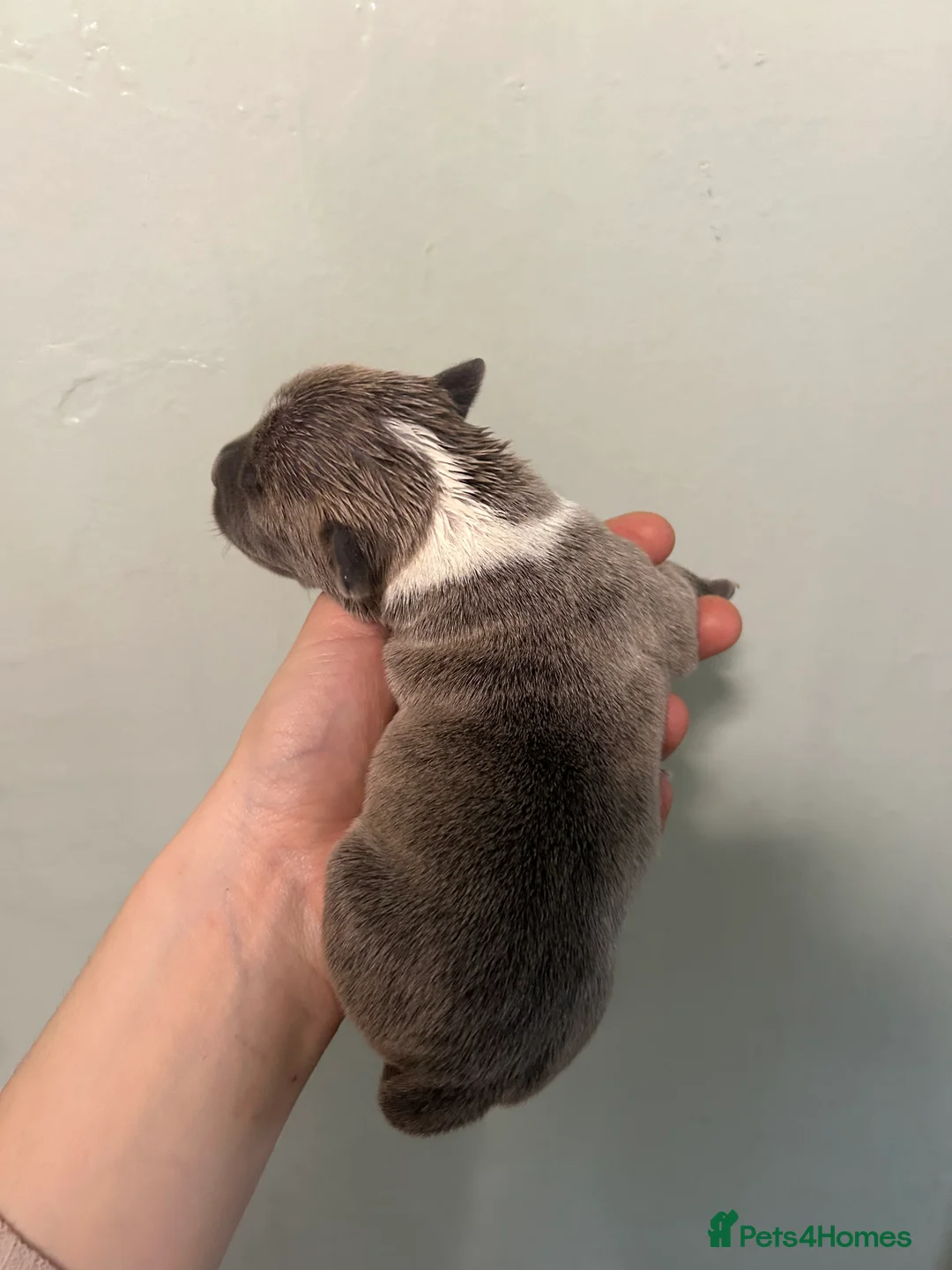 Staffordshire Bull Terrier dogs for sale: Staffordshire bull terrier puppies  - Advert 11