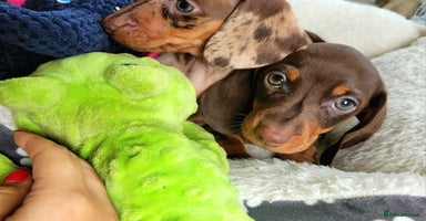 Dachshund dogs - Advert 4