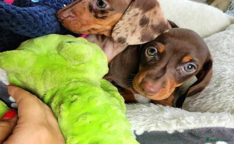 Dachshund dogs - Advert 1