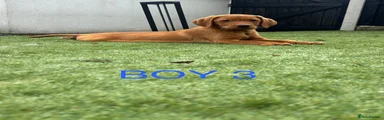 Labrador Retriever 3