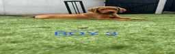 Labrador Retriever dogs for sale: 🐾 6 Red Fox Labrador Puppies 🐾 - Advert 11