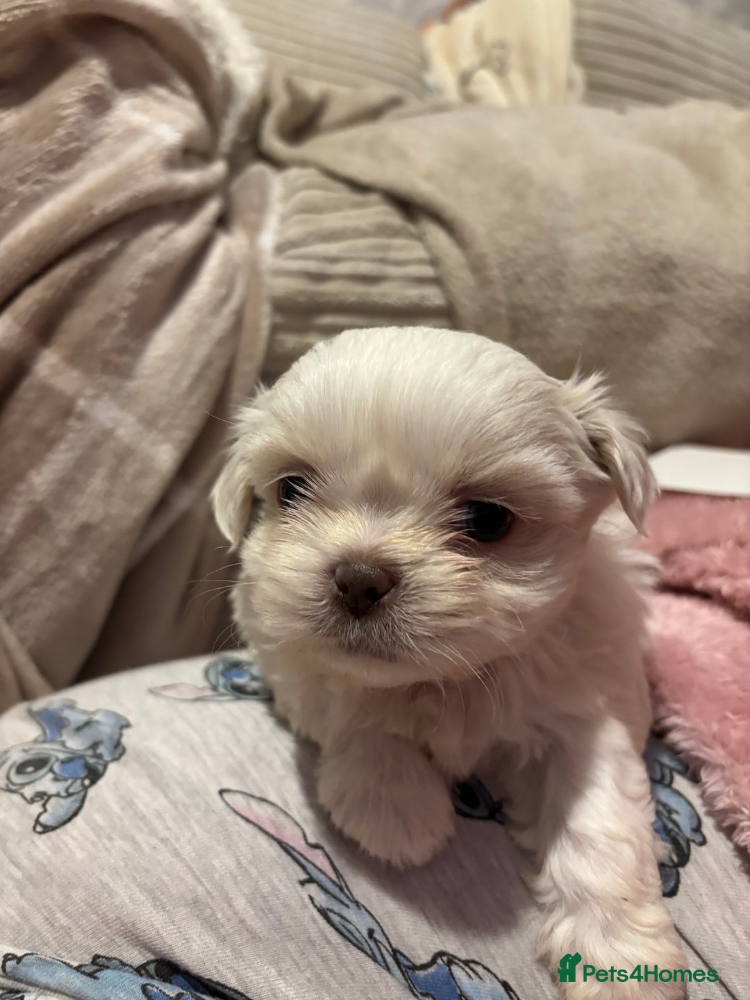 Shih Tzu dogs for sale: Beautiful Shih Tzu puppies - Advert 10