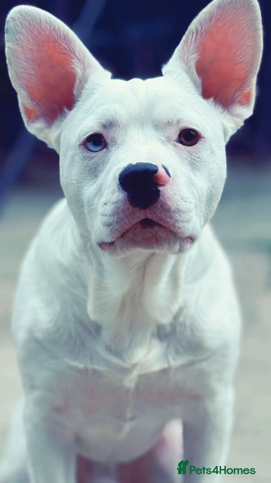 Mixed Breed dogs for sale: Two French bulldog cross with border collie - Advert 2