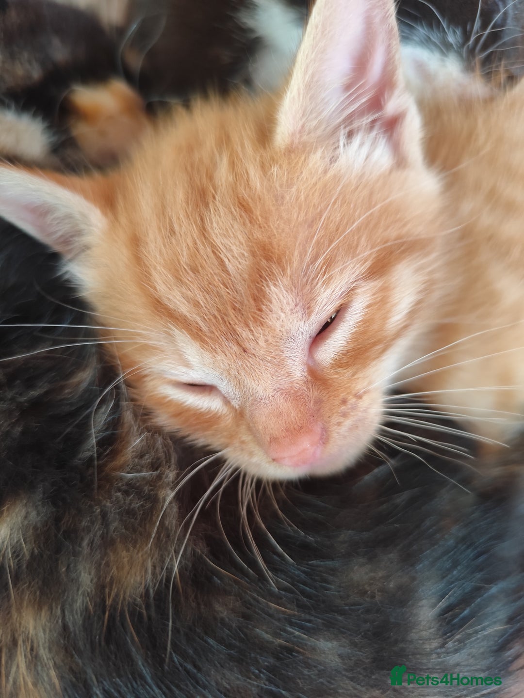 Domestic Shorthair cats for sale: Adorable kittens for sale - Image 13