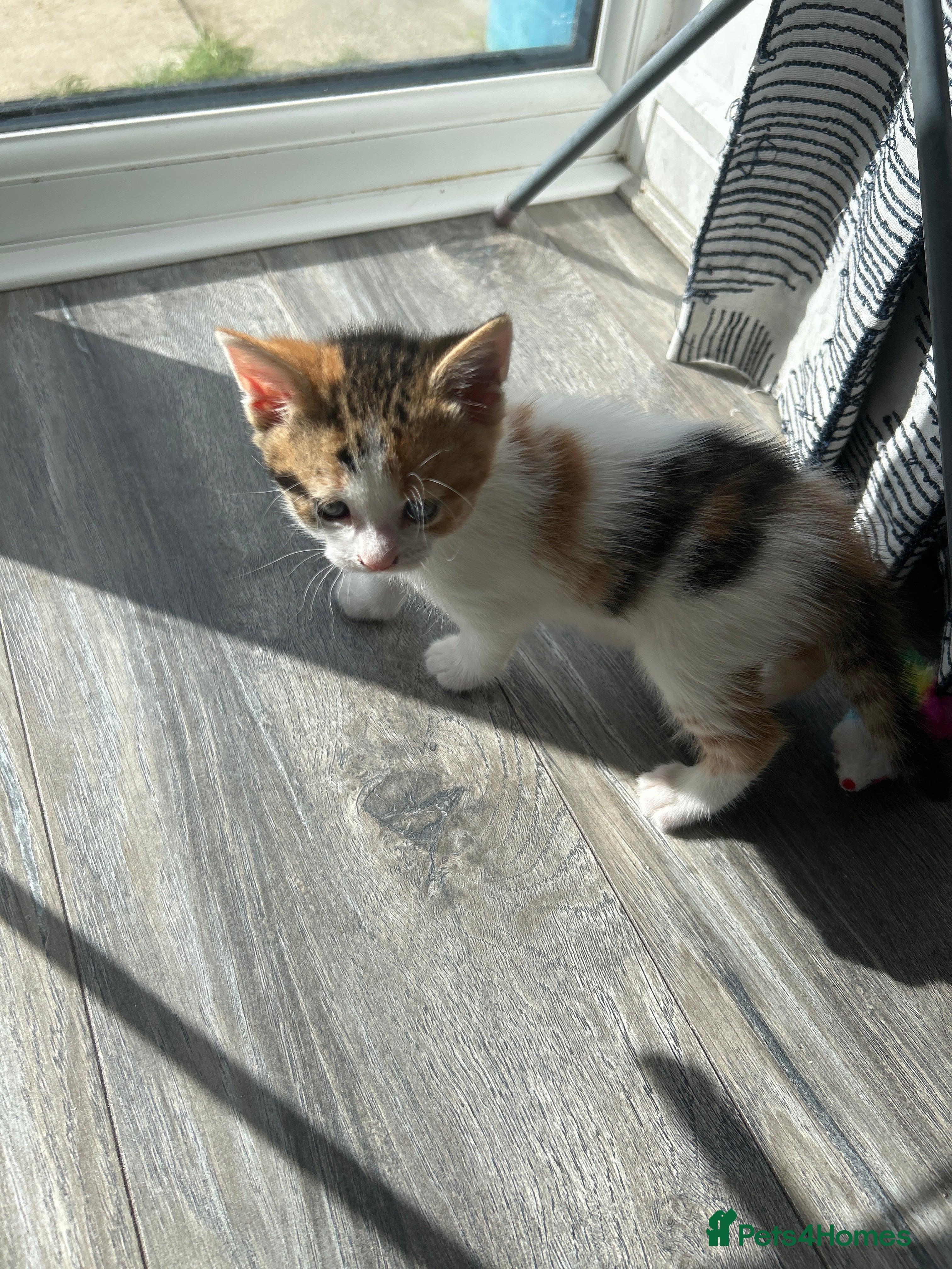 Mixed Breed cats 3 Adorable Kittens - Advert 2