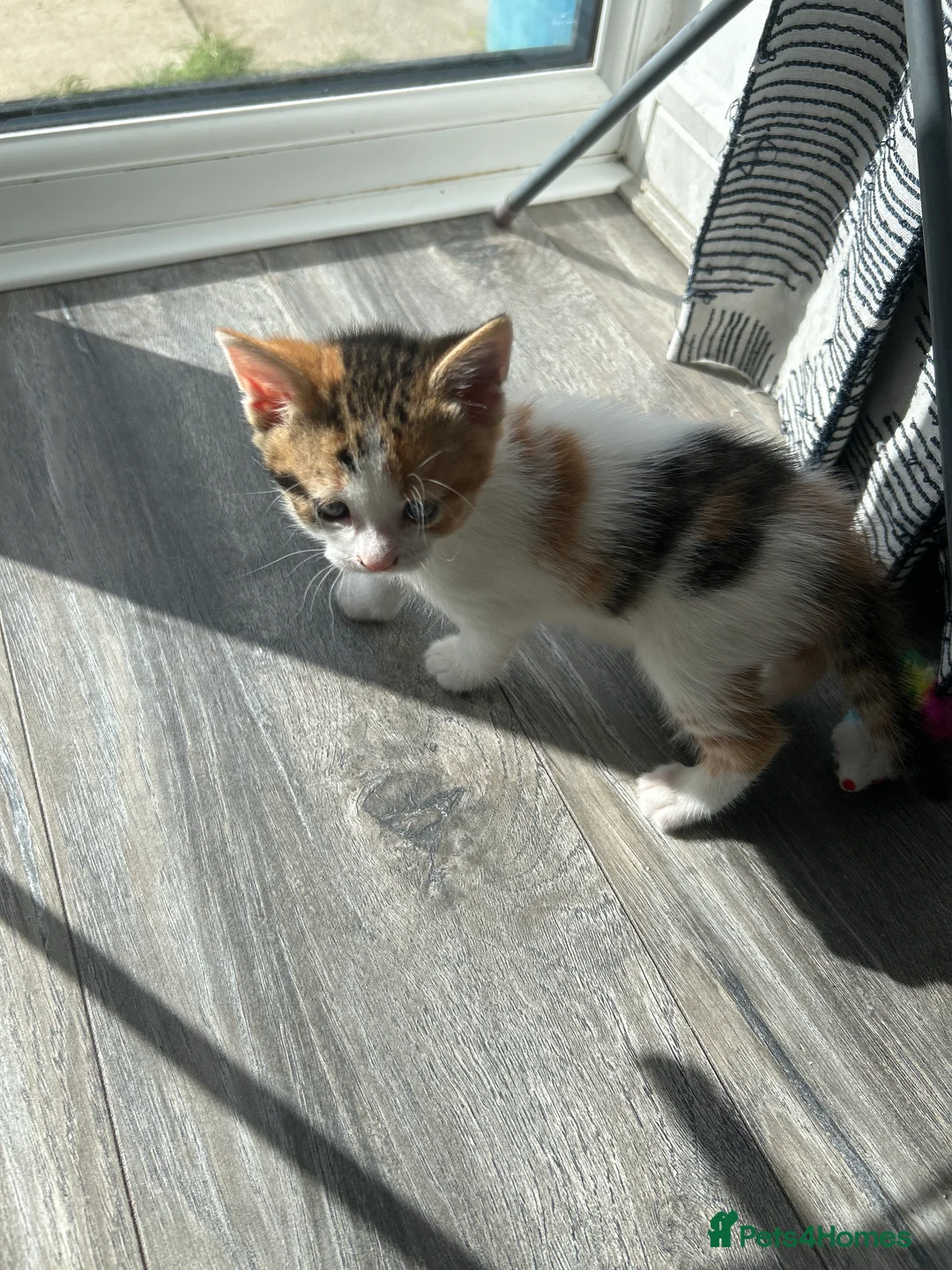 Mixed Breed cats for sale: 3 Adorable Kittens - Advert 2