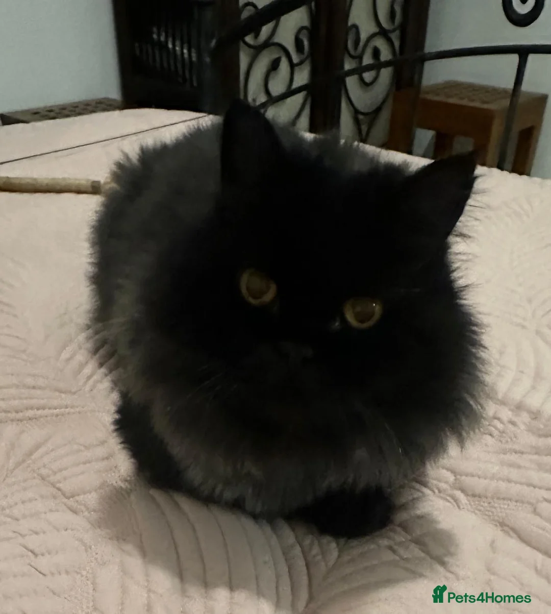 Domestic Shorthair cats for adoption: Coco bean - Advert 2