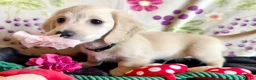 Miniature Dachshund dogs for sale: Cream long haired kc ready to go now - Advert 7