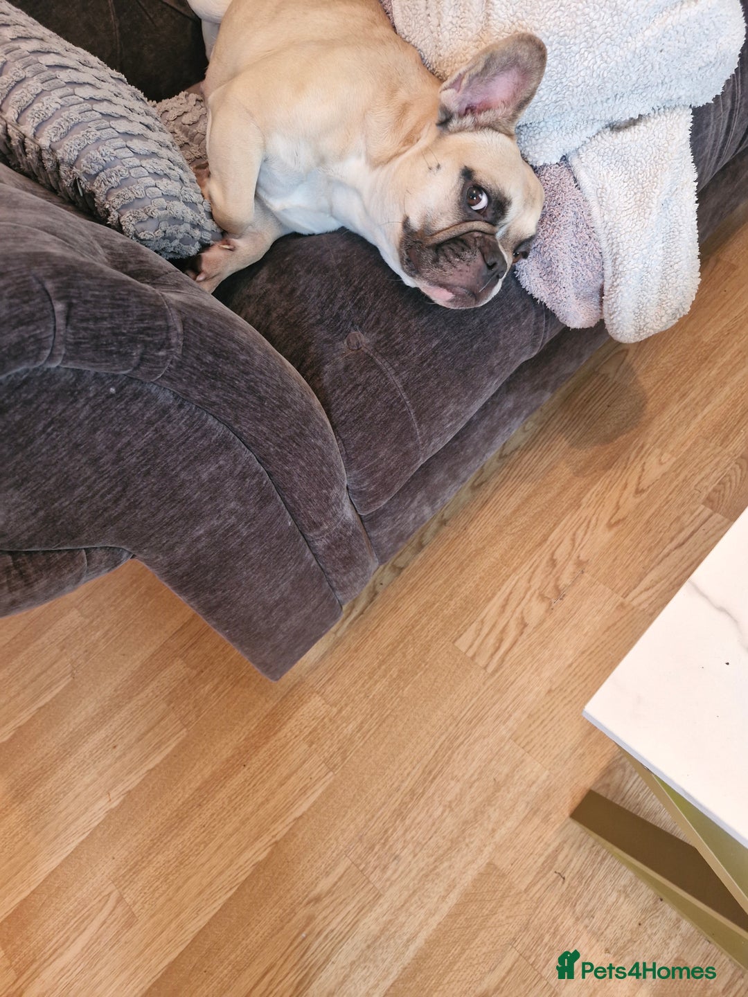 French Bulldog dogs for sale: Frenchie needs good home - not around children - Image 3