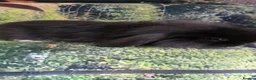 Mini Lop rabbits for sale: Mini Lop Baby Rabbits - Advert 5