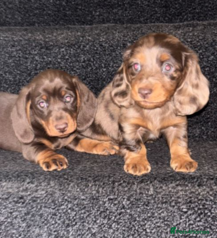Dachshund dogs Beautiful Dachshund Puppies - 7 Weeks Old - Advert 3