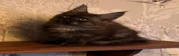 Maine Coon cats for sale: Maine Coon Registered TICA - Advert 5