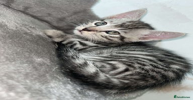 Mixed Breed cats - Advert 2