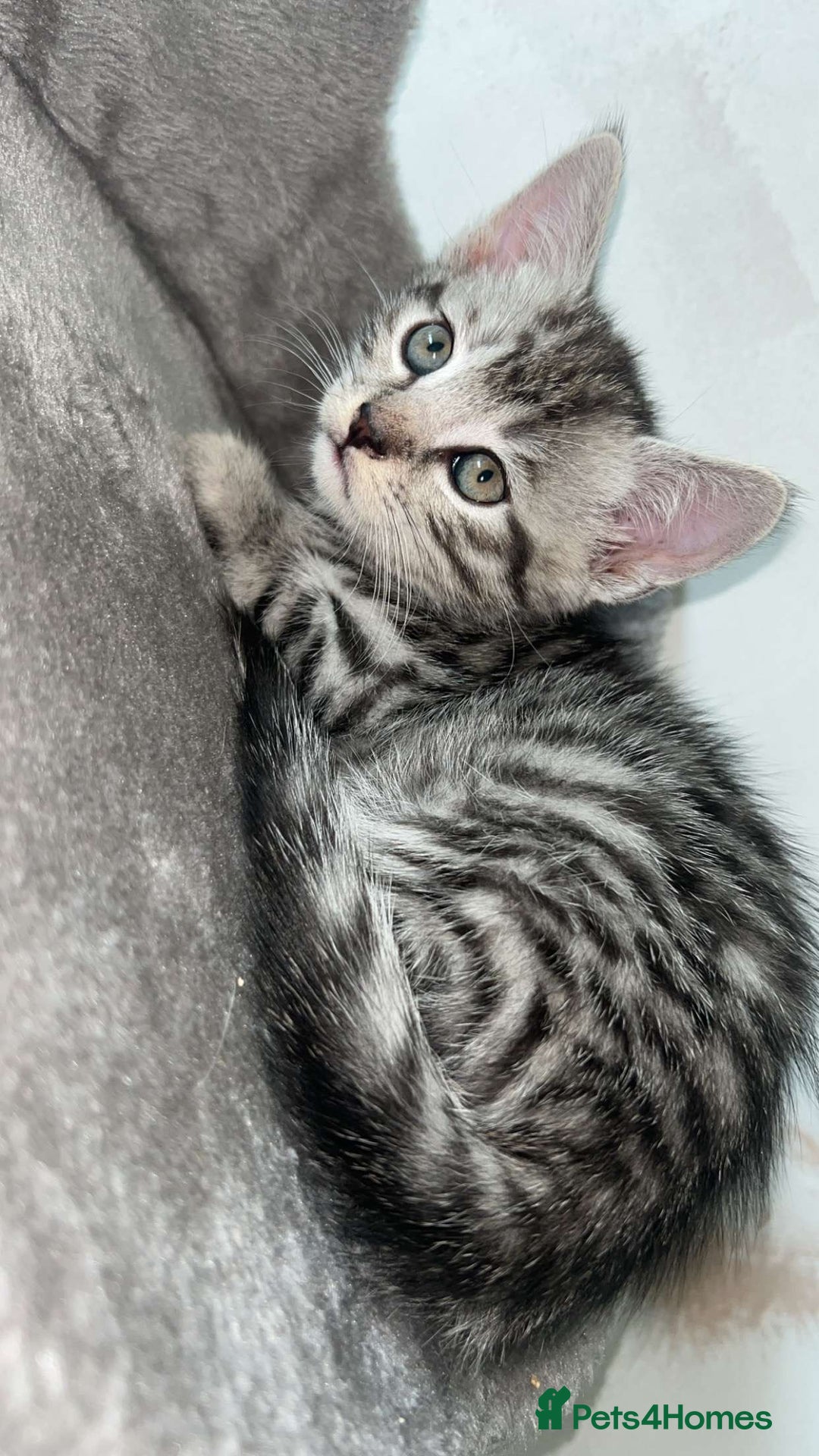 Mixed Breed cats for sale: 4 stunning kittens left  - Image 3