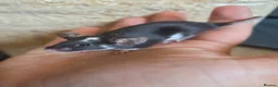 Mouse rodents for sale: Fancy mice females various colours £12.50 - Advert 3