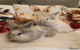 Mixed Breed rabbits for sale: Baby rabbits  - Advert 7