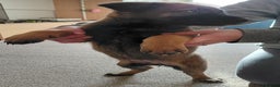 Belgian Shepherd Dog dogs for sale:  beautiful belgain mali only 1 left - Advert 5