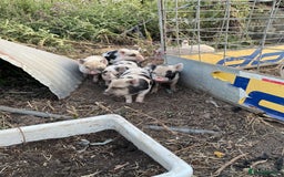 Pig livestock for sale: Micro piglets  - Image 3