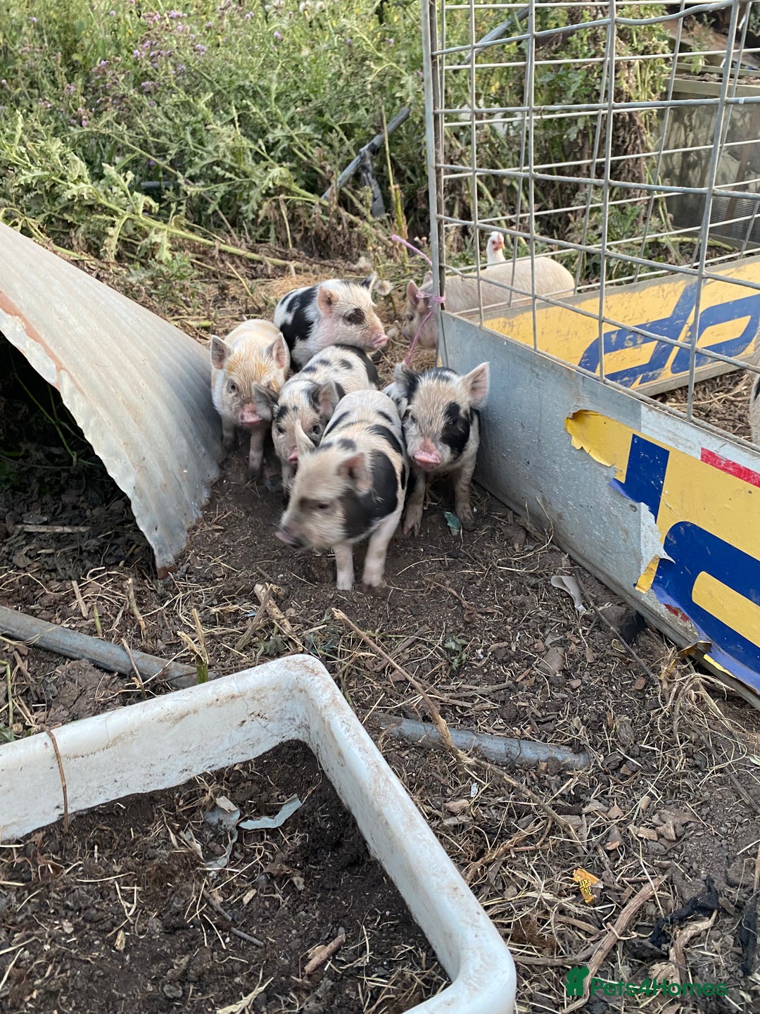 Pig livestock for sale: Micro piglets  - Image 3