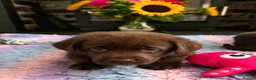 Labrador Retriever dogs for sale: Gorgeous Chocolate Labrador Puppies  - Advert 10