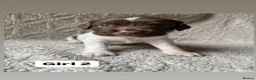 English Springer Spaniel dogs for sale: Working Springer Spaniels - Advert 15