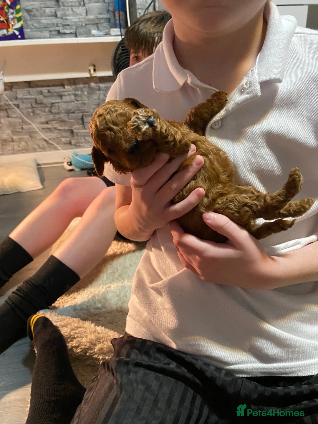 Cockapoo dogs for sale: 🐾 FLUFFY COCKAPOO PUPPIES  - Advert 4