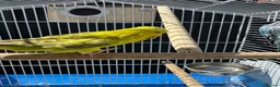 Budgerigars birds for sale: Budgies with full setup,8 months  - Advert 15