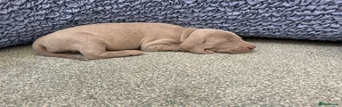 Weimaraner 5