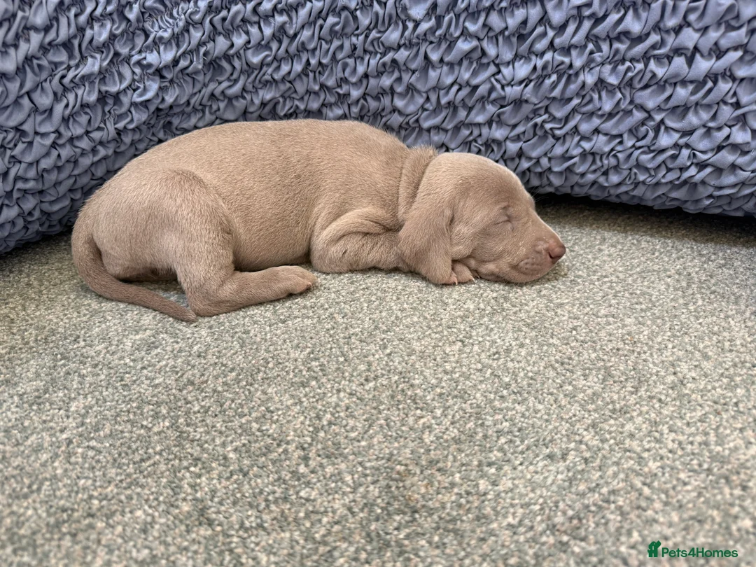 Weimaraner dogs for sale: Ready to go Weimaraner puppies KC registered - Advert 31