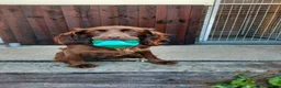 Cocker Spaniel dogs for sale: kc reg working cocker spaniel puppies - Advert 3