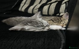 Mixed Breed cats for sale: Two adorable British Shorthair X Bengal Kittens - Image 3