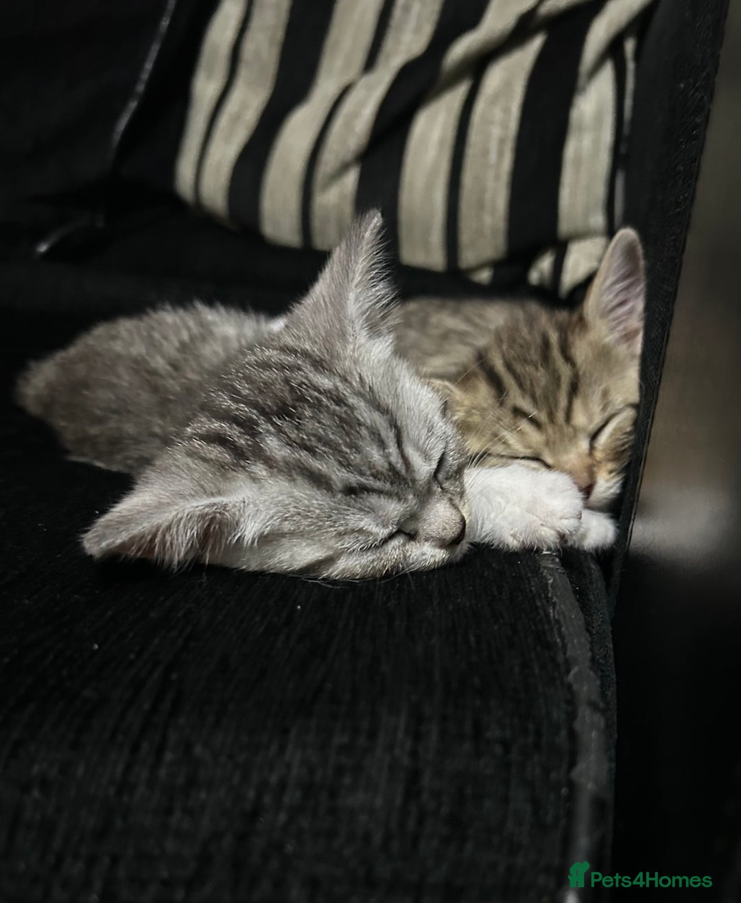 Mixed Breed cats for sale: Two adorable British Shorthair X Bengal Kittens - Image 3