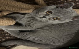 British Shorthair cats for sale: **Last blue girl available** - Image 2