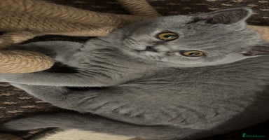 British Shorthair cats - Advert 16