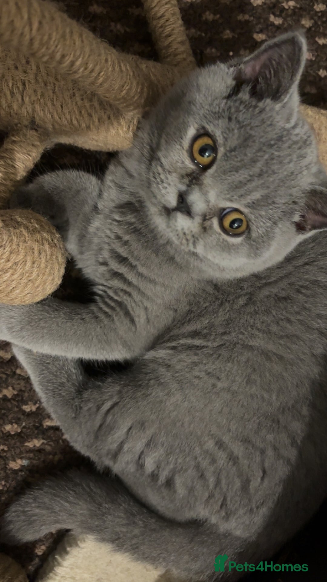 British Shorthair cats for sale: **Last blue girl available** - Image 2