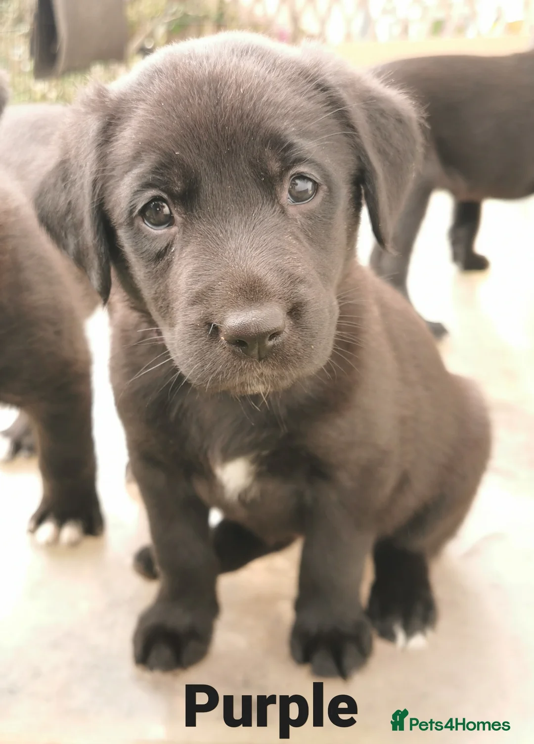 Borador dogs for sale: Adorable Lab x Collie pups - Advert 2
