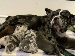 French Bulldog dogs for sale - Advert 1