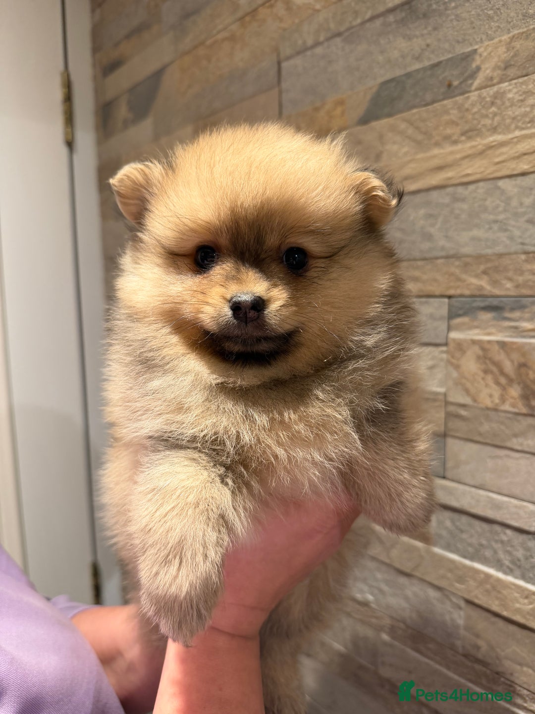 Pomeranian dogs for sale: Gorgeous Female Poms ☺️ - Advert 9