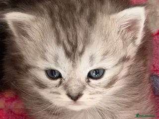 Persian cats Chinchilla Persian kittens - Advert 2