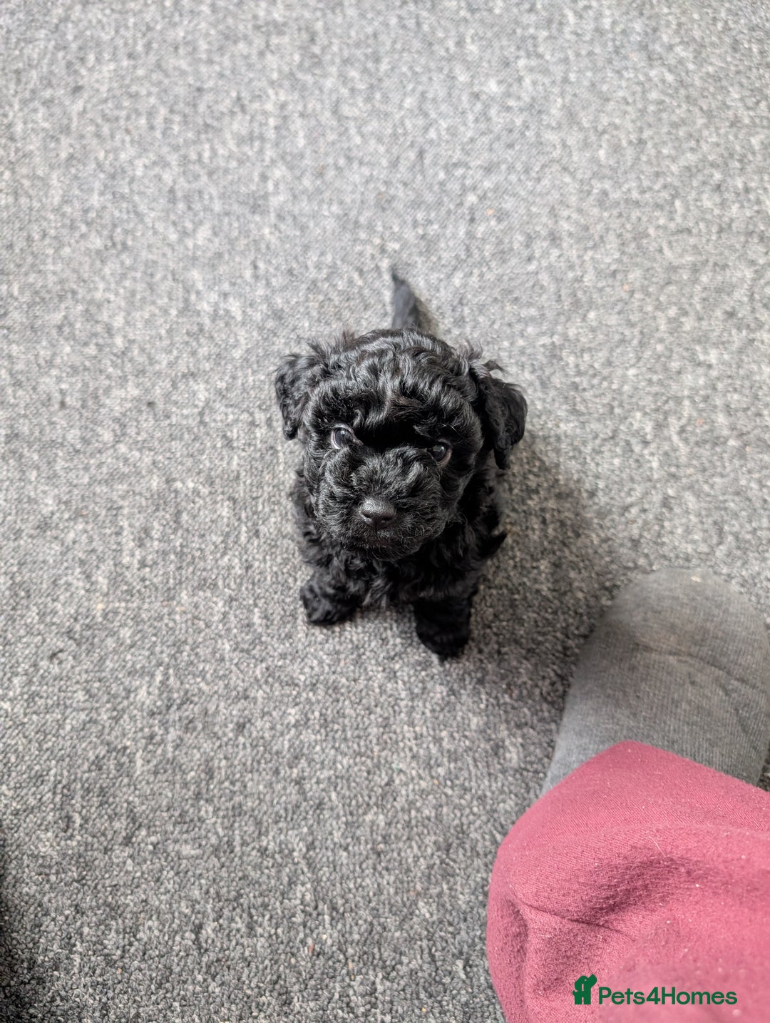 Mixed Breed dogs for sale: Mixed breed puppies 6 weeks old  - Advert 11