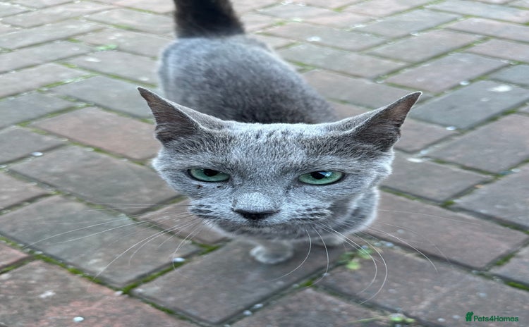 Russian Blue cats - Advert 4